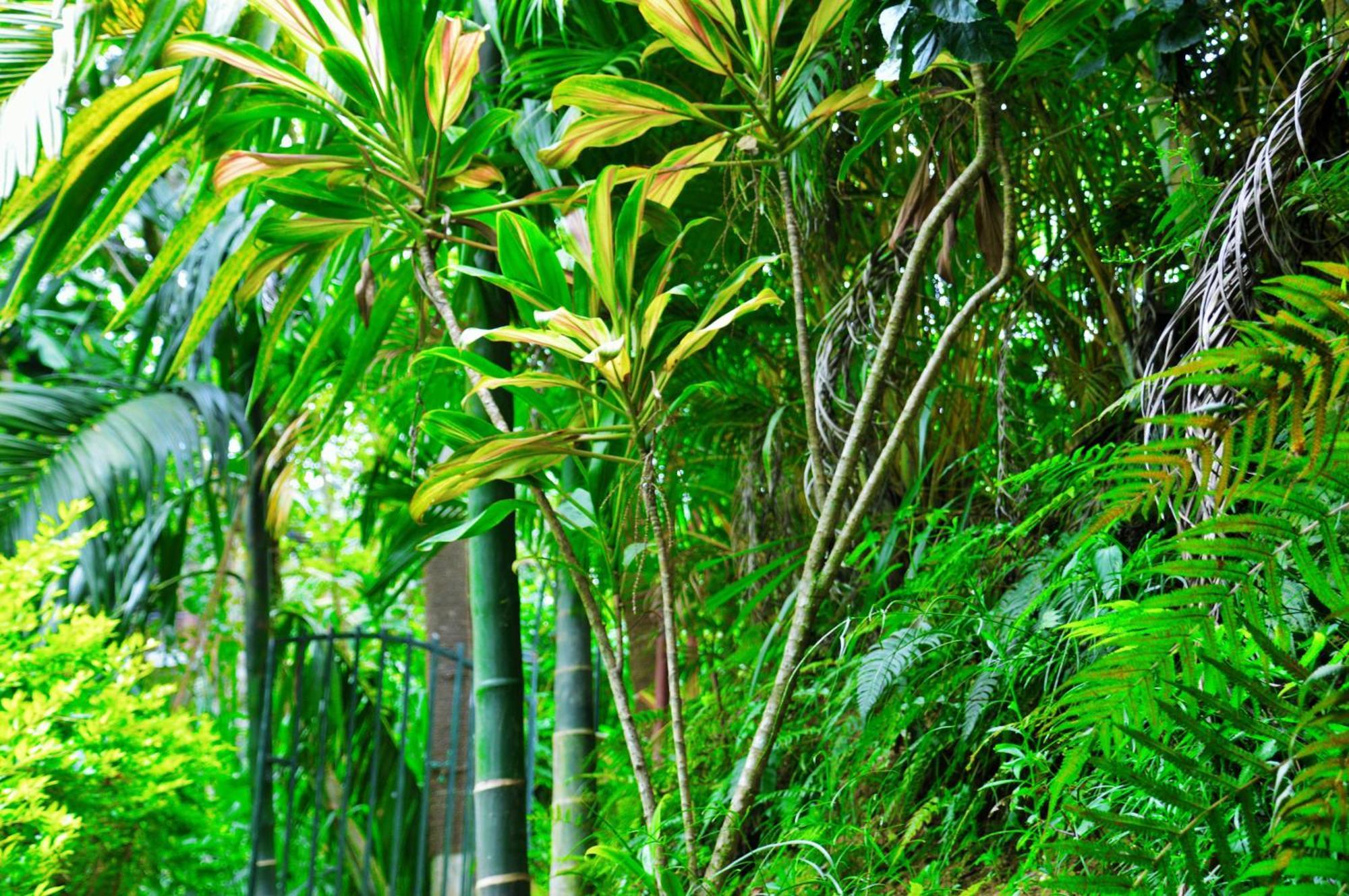 Green Cottage Procida Dış mekan fotoğraf